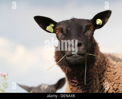 Close-up portrait of a young Black sheep face caméra Banque D'Images