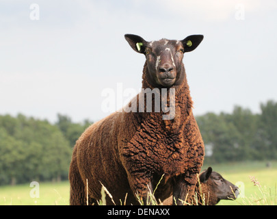 Portrait of a young Black sheep close-up, à la recherche dans l'appareil photo, contre un ciel bleu en été Banque D'Images