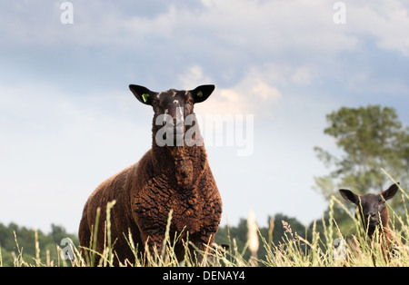 Portrait of a young Black sheep close-up, à la recherche dans l'appareil photo, contre un ciel bleu en été Banque D'Images