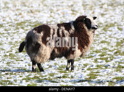 Mouton noir et blanc tacheté en hiver à réglage dans l'appareil photo Banque D'Images