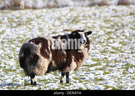 Mouton noir et blanc tacheté en hiver à réglage dans l'appareil photo Banque D'Images