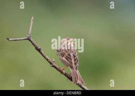 Bruant proyer (Emberiza calandra) mâle adulte, perché sur une branche et le chant, Bulgarie, Europe Banque D'Images