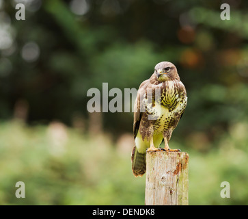 Wild Buse variable, Buteo buteo posés sur des post Banque D'Images