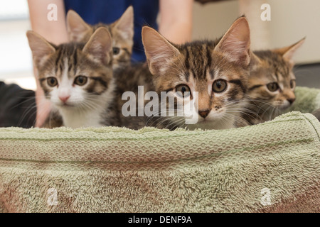 À l'intérieur de Battersea Dogs & Cats Home, Londres, où les bénévoles montrent les chatons à la presse qui a été donné des noms potentiels royal. Banque D'Images