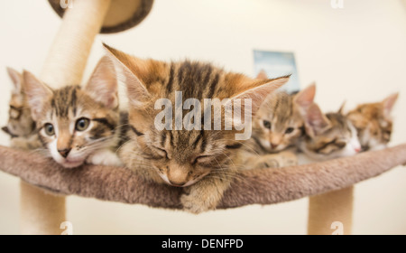 À l'intérieur de Battersea Dogs & Cats Home, Londres, où les chatons sont présentées à la presse qui a été donné des noms potentiels royal. Banque D'Images