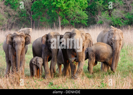 Troupeau d'éléphants sauvages au Dhikala grassland, Jim Corbett Forest l'Inde. Banque D'Images