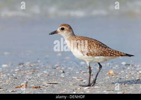 Pluvier siffleur gris ou pluvier argenté (Pluvialis squatarola) debout sur la plage près de la mer, Florida, USA Banque D'Images