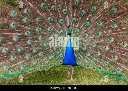 Pavo cristatus (paons indiens) d'hommes debout sur le terrain l'affichage tail feathers, Londres, Angleterre, Royaume-Uni Banque D'Images