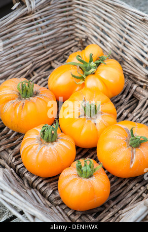 Les tomates du patrimoine, 'summer' cidre, fruits mûrs prêts pour la cuisine. Banque D'Images