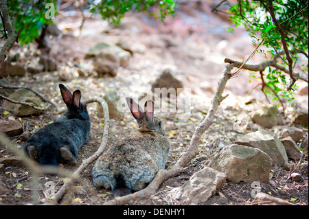 Deux fluffy bunny couché reposant dans l'ombre d'un arbre, vue arrière Banque D'Images