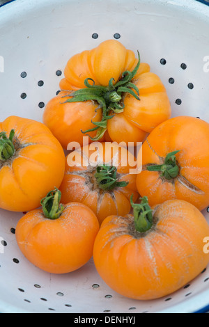 Les tomates du patrimoine, 'summer' cidre, fruits mûrs prêts pour la cuisine. Banque D'Images