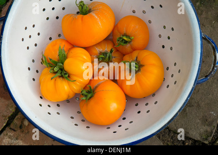 Les tomates du patrimoine, 'summer' cidre, fruits mûrs prêts pour la cuisine. Banque D'Images