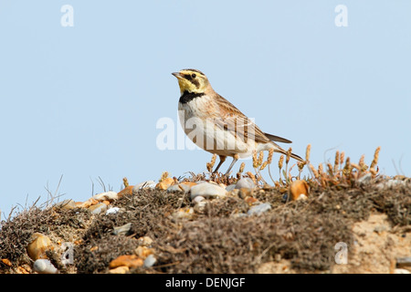 Shore lark ou'alouette hausse-col (Eremophila alpestris) adulte debout sur galets, Norfolk, Angleterre, Royaume-Uni Banque D'Images