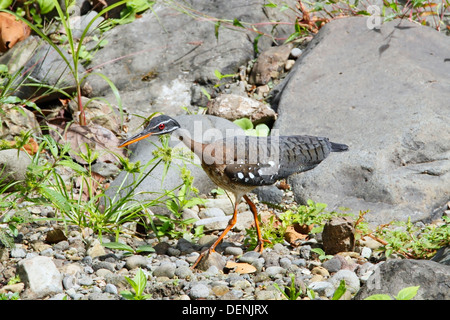 Sunbittern (Eurypyga helias) balades le long des adultes au Costa Rica, Amérique centrale Banque D'Images