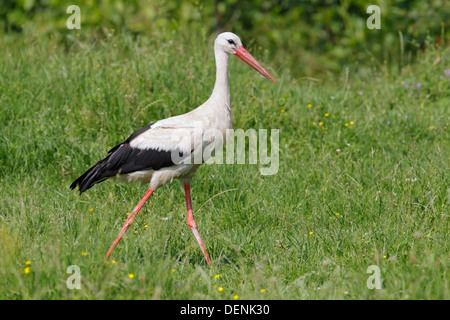 Cigogne Blanche (Ciconia ciconia) balades adultes en herbe, Bulgarie, Europe Banque D'Images