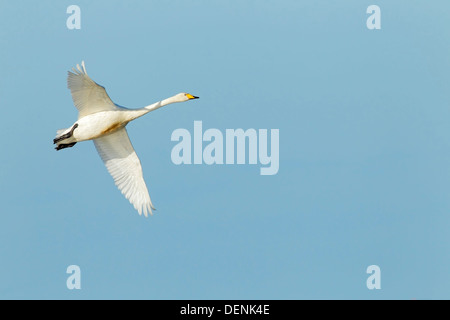 Cygne chanteur (Cygnus cygnus) adulte en vol contre un ciel bleu, Norfolk, Angleterre, Royaume-Uni Banque D'Images