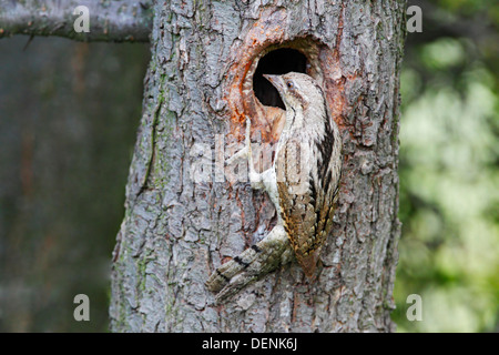 Fourmilier eurasien (Jynx torquilla) adulte au nid dans l'arbre, Bulgarie, Europe Banque D'Images