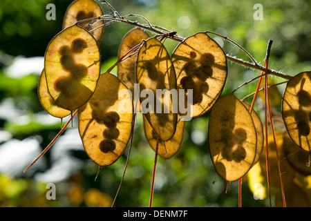 L'honnêteté, Lunaria annua, cas des graines à la fin de l'été rétroéclairé Banque D'Images