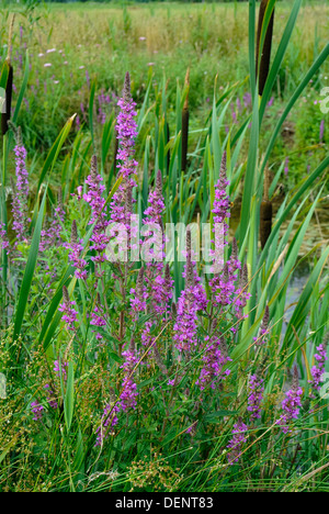 La salicaire pourpre, Lythrum salicaria, et plus reedmace, Typha latifolia, poussant dans les pâturages humides Banque D'Images