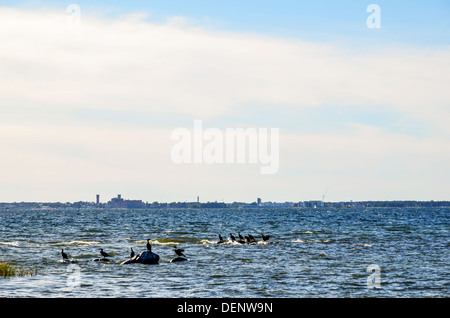 Un groupe de grands cormorans sur la côte de la mer Baltique en Suède. Banque D'Images