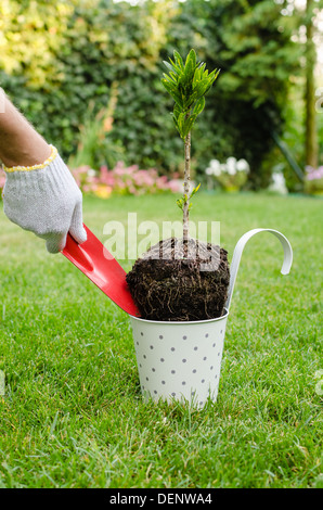 La plantation de nouveaux arbres dans le jardin en fleurs en pot Banque D'Images