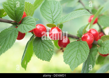 Droit de fruits rouges de Prunus tomentosa accroché à la direction générale Banque D'Images