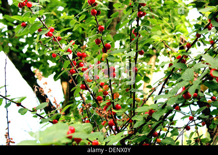 Droit de fruits rouges de Prunus tomentosa accroché à la direction générale Banque D'Images