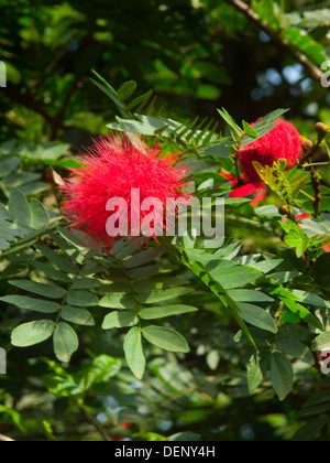 Close up indiennes Kerala rouge vif de la fleur Banque D'Images