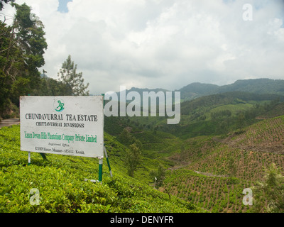 Chundnurrai de thé, Munnar, Kerala Banque D'Images