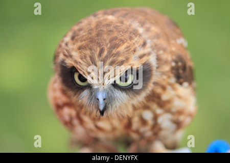 Boobook Owl Ninox novaeseelandiae) ( Banque D'Images