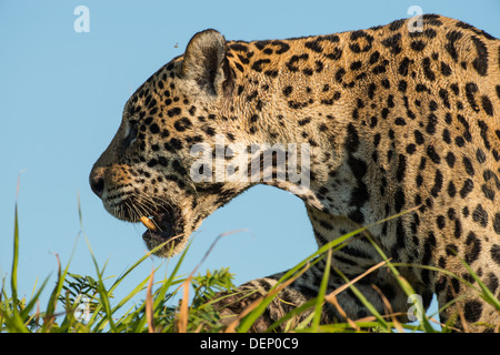 Stock photo profil d'une Jaguar, Pantanal, Brésil. Banque D'Images