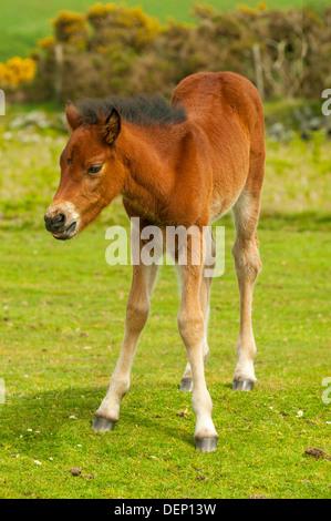 Poney Dartmoor Poulain, Dartmoor, dans le Devon, Angleterre Banque D'Images