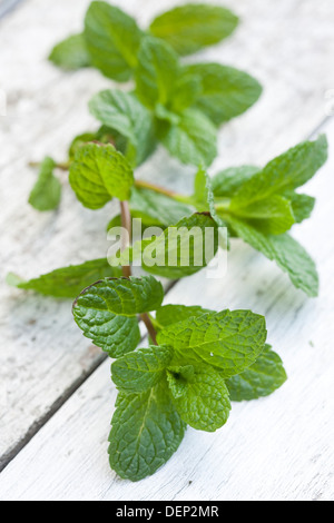 Un brin de menthe fraîche sur une surface en bois blanc. Banque D'Images