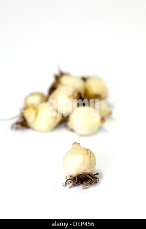 Une pile de bulbes muscaris séché sur un fond blanc. Banque D'Images