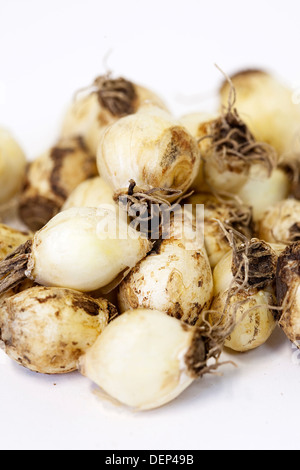 Une pile de bulbes muscaris séché sur un fond blanc. Banque D'Images