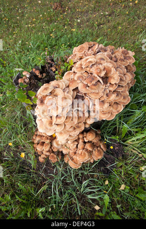 Kuehneromyces mutabilis, gaine, woodtuft la culture des champignons sur souche de bouleau Banque D'Images