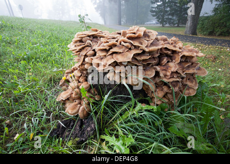 Kuehneromyces mutabilis, gaine, woodtuft la culture des champignons sur souche de bouleau Banque D'Images