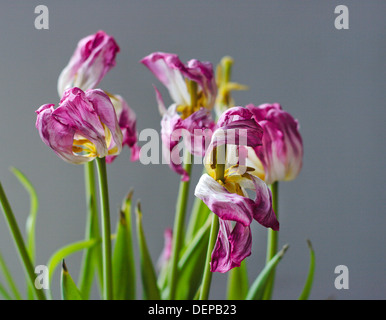 Bouquet de tulipes Banque D'Images