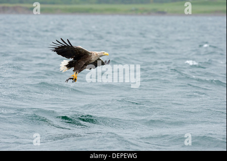 L'aigle de mer à queue blanche (Haliaetus albicilla) - Écosse, Royaume-Uni Banque D'Images