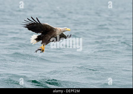 L'aigle de mer à queue blanche (Haliaetus albicilla) - Écosse, Royaume-Uni Banque D'Images