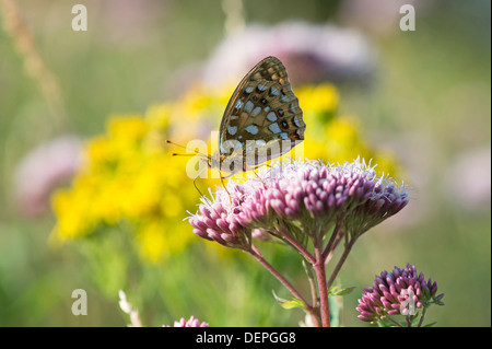 Brown fritillary (Argynnis haut adippe) - UK Banque D'Images