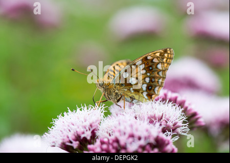 Brown fritillary (Argynnis haut adippe) - UK Banque D'Images