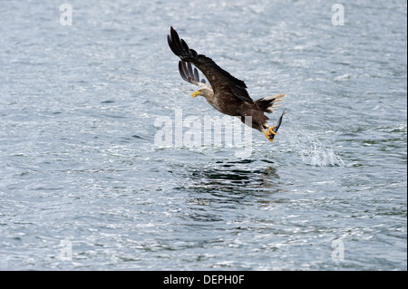 L'aigle de mer à queue blanche (Haliaetus albicilla) - Écosse, Royaume-Uni Banque D'Images