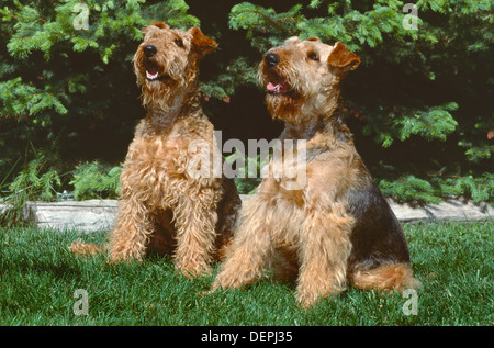 Deux Airedale Terriers sitting in grass Banque D'Images