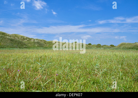 Lettes de dunes à Kenfig Nature Reserve, dans le sud du Pays de Galles Banque D'Images