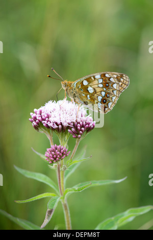 Brown fritillary (Argynnis haut adippe) - UK Banque D'Images