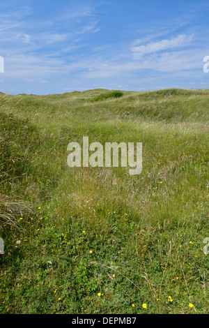 Lettes de dunes à Kenfig Nature Reserve, dans le sud du Pays de Galles Banque D'Images