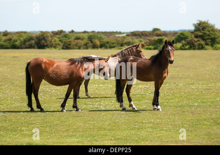 Image paysage montrant les nouveaux poneys de la forêt sur des terres libres. Banque D'Images