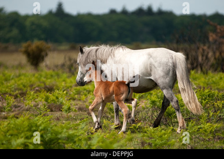 Image Paysage de poneys. Une mère et son poulain illustré dans la nouvelle forêt. Banque D'Images