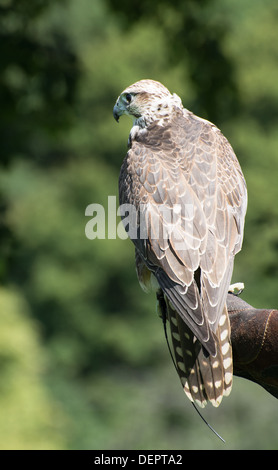 Faucon sacre (Falco cherrug) perché sur le gant. Banque D'Images